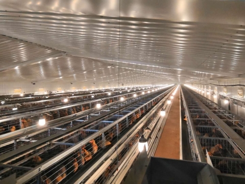 针对鸡苗养殖场，要如何才能做好管理呢？