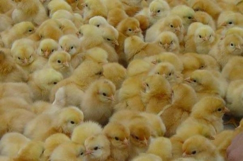如何提高鸡苗的孵化率？