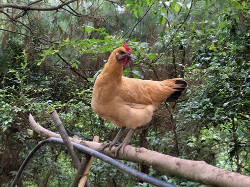 湘潭乌皮土鸡