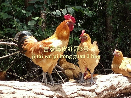 乌皮土鸡价格