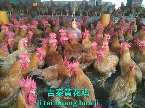 湖南黄花鸡价格