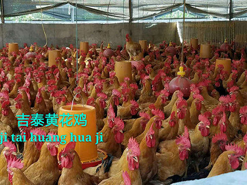 肉鸡批发